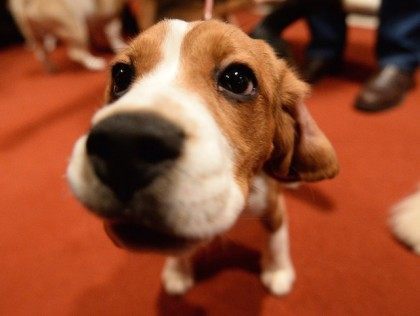 US-ANIMAL-PETS-DOGS