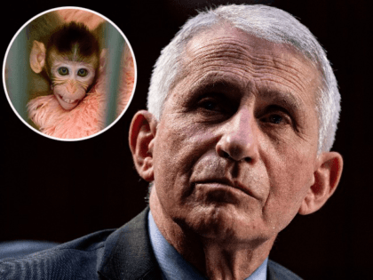 This picture taken on May 23, 2020 shows a laboratory baby monkey reacting in its cage in