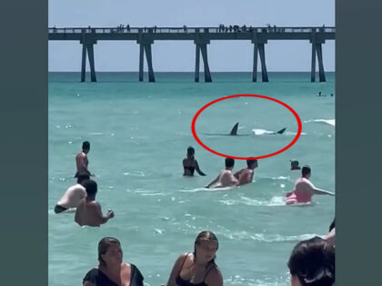 Beachgoers at Navarre Beach, Florida, were screaming and scrambling to get out of the wate