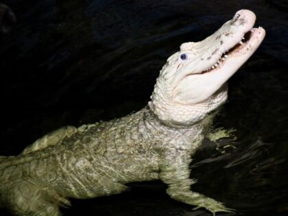 Thibodaux the alligator