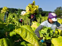 Brooke Rollins Defends Deportation Exemption for Favored Industries