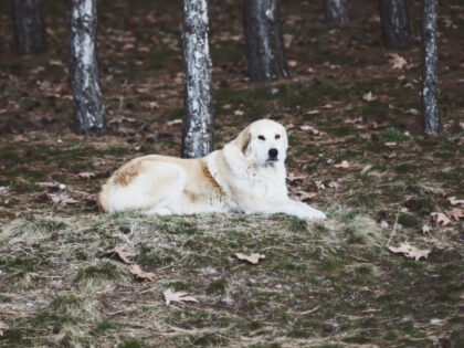 Dog in woods