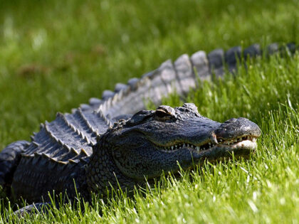 A Florida alligator watches the action from the ninth fairway during third-round play at t